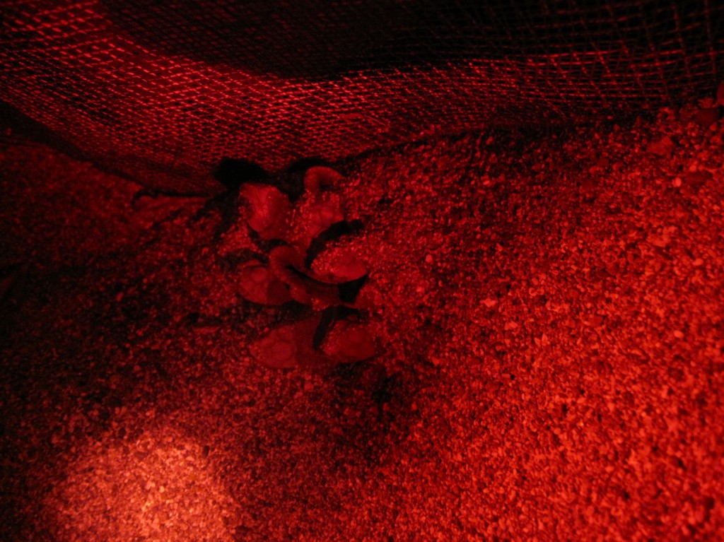 Babys von Meeresschildkröten beim Schlüpfen