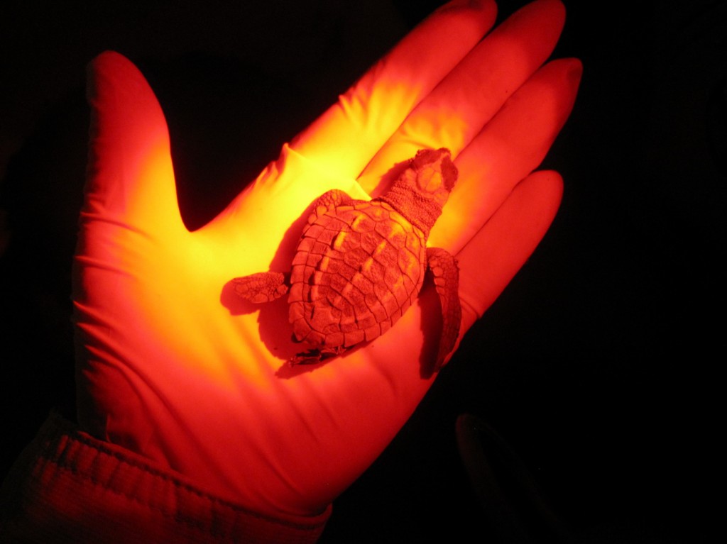 von 1000 kleinen Babyschildkröten überlebt statistisch gesehen nur eine