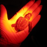 von 1000 kleinen Babyschildkröten überlebt statistisch gesehen nur eine von 1000 kleinen Babyschildkröten überlebt statistisch gesehen nur eine