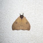 großer Nachtfalter großer Nachtfalter