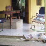 Yogi macht Yoga Yogi macht Yoga