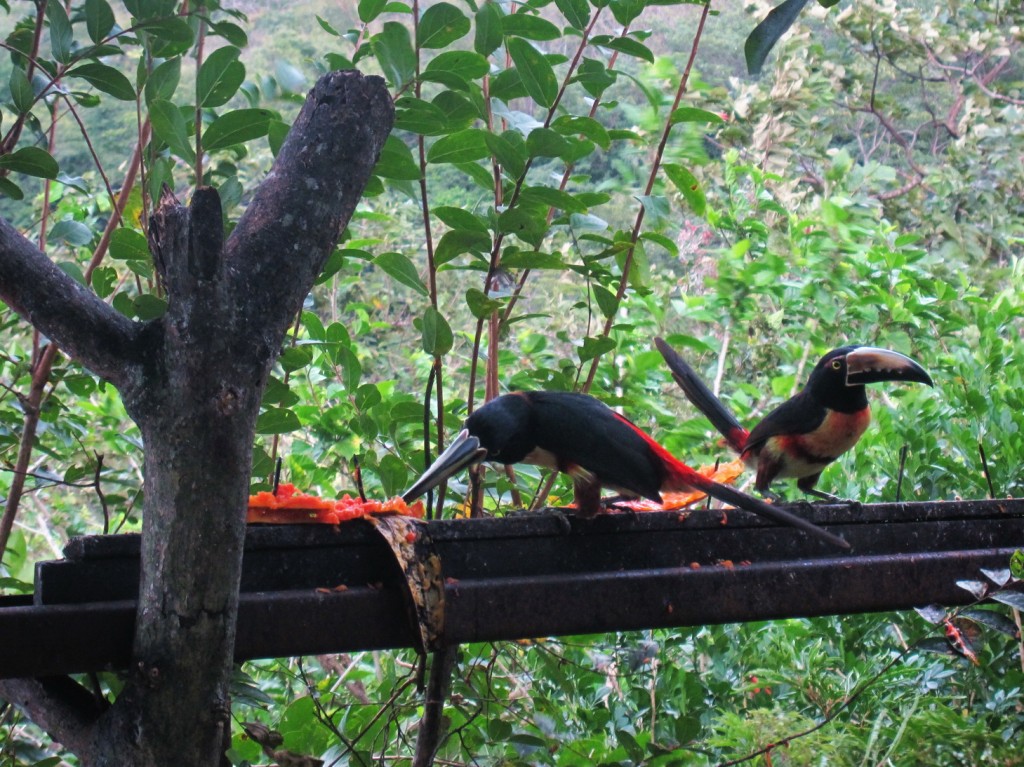 der guanacastische Tucan