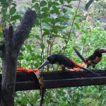 der guanacastische Tucan der guanacastische Tucan