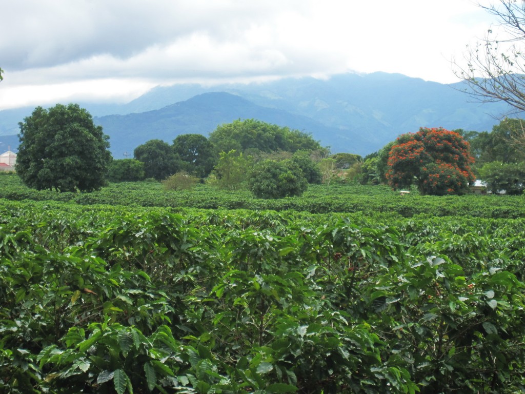 Kaffeeplantage in Alajuela