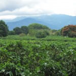 Kaffeeplantage in Alajuela Kaffeeplantage in Alajuela