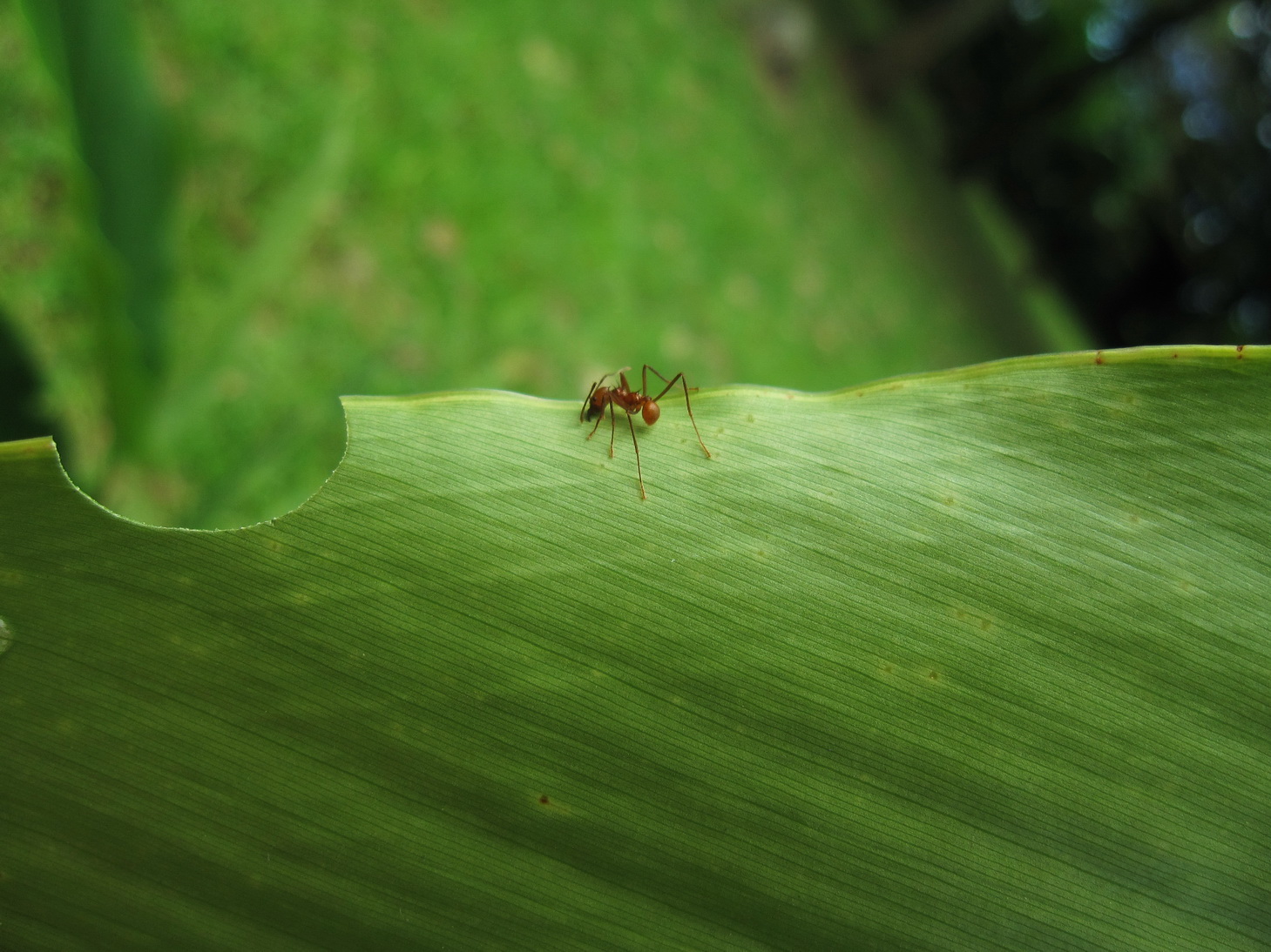 Blattschneideameise Blattschneideameise