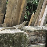 diese Echse diese Echse