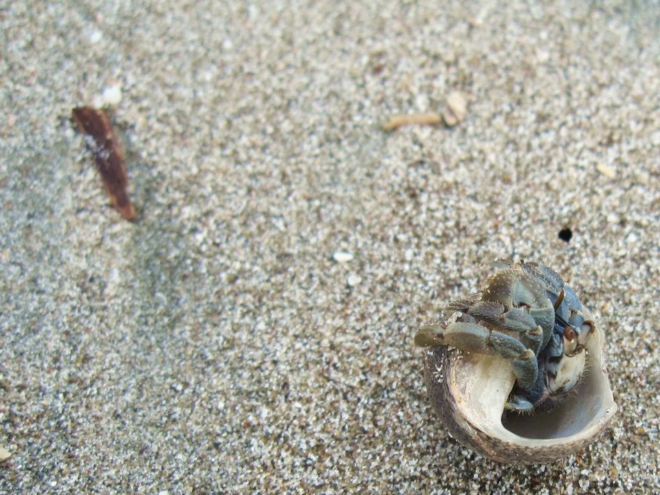 Einsiedlerkrebs Einsiedlerkrebs