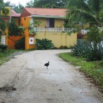 schwarze Geier schwarze Geier