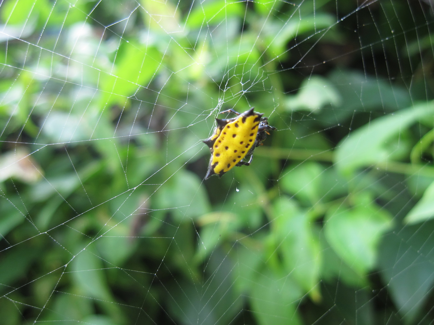 Arana panadera - Gasteracantha cancriformis Arana panadera - Gasteracantha cancriformis