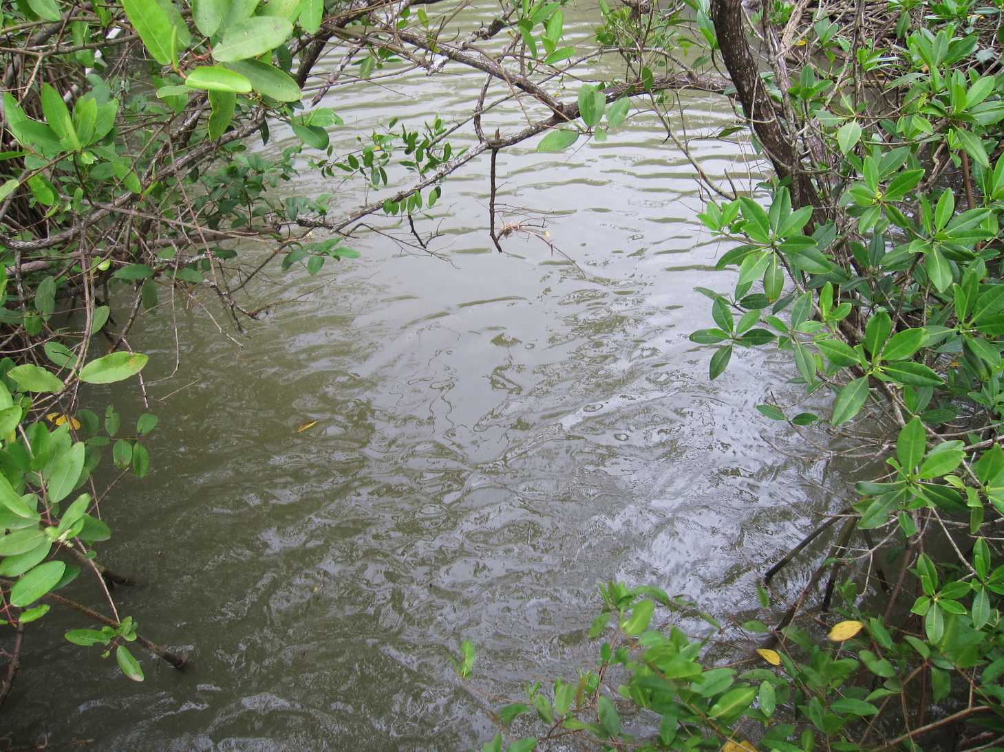 vor 10 Sekunden steckte hier noch ein Krokodil seinen Kopf aus dem Wasser ;) vor 10 Sekunden steckte hier noch ein Krokodil seinen Kopf aus dem Wasser ;)