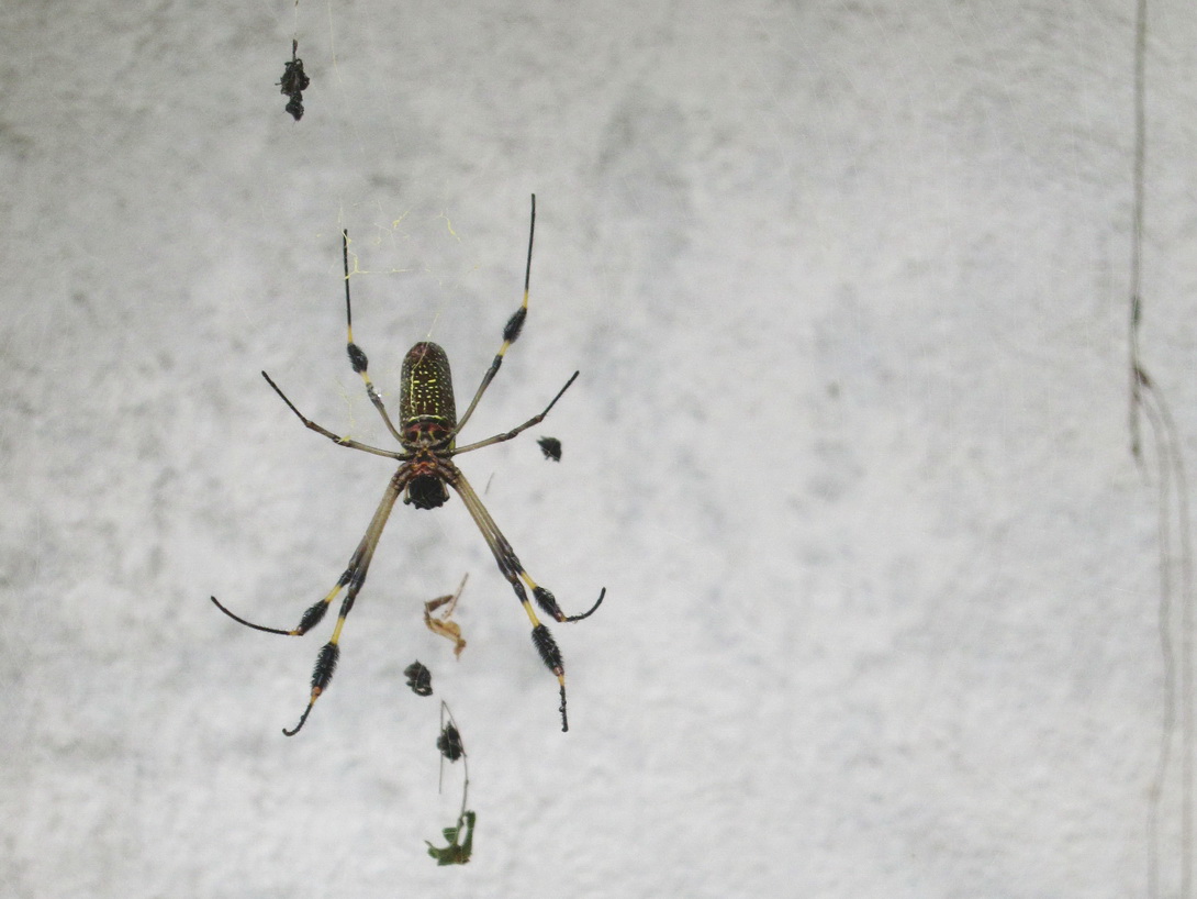 Arana banano - Nephila clavipes Arana banano - Nephila clavipes